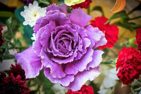 Stock image Primula Belarina Amethyst Ice, Primrose, purple flower