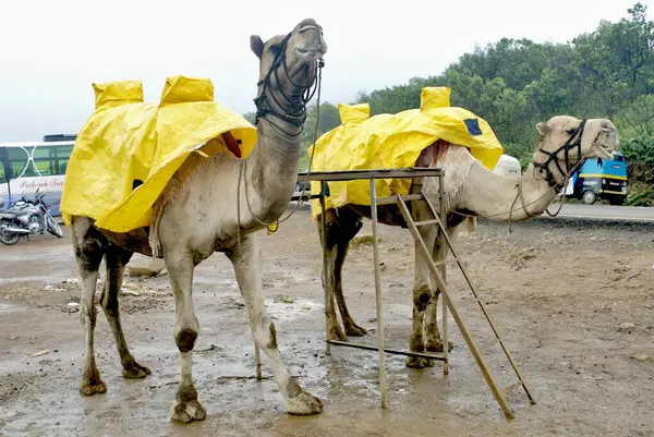 Stock image Two camels covered in yellow tarpaulins on a foggy day at tiger hills, Lonavala, Maharashtra, India 