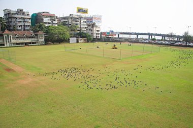 Parsi Gymkhana Kulübü; oyun sahası; Deniz hatları; Bombay Mumbai; Maharashtra; Hindistan