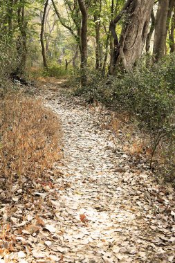 Path with dry leaves in Sanjay Gandhi National Park, Borivali, Bombay Mumbai, Maharashtra, India  clipart