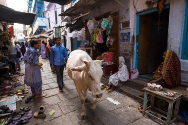 İnek caddesi, Varanasi, Banaras, Benaras, Kashi, Uttar Pradesh, Hindistan  