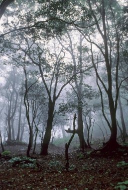 Trees at Matheran,Maharashtra,India clipart