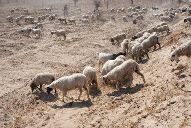 Otlakla uğraşan koyunlar; Ladin; Rajasthan; Hindistan