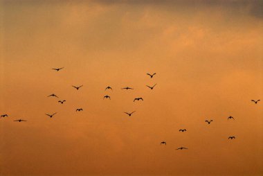 Gün batımında gökyüzünde uçan vahşi ördekler; Pune; Maharashtra; Hindistan
