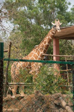 Zürafa, Nandankanan Zooloji Parkı, Orissa, Asya, Hindistan