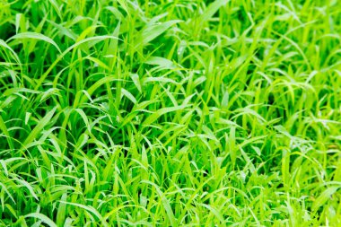 Forest green grass leaves prospect scene view at Sanjay Gandhi National Park Borivali, Bombay Mumbai, Maharashtra, India  clipart