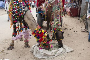 Deve yemi, itfaiye, Rajasthan, Hindistan, Asya