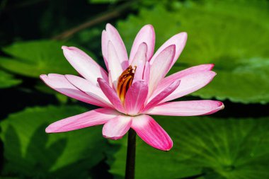 pink lotus, visakhapatnam, Andhra Pradesh, India, Asia  clipart