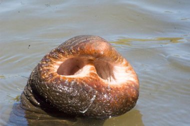 Close of trunk of elephant in pond in jungle near Mysore ; Karnataka ; India clipart