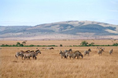 Zebralar, Masai Mara, Kenya