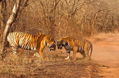 Kaplanlar erkek ve dişi (panthera tigris), Ranthambore ulusal parkı, Rajasthan, Hindistan