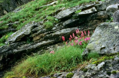 Hindistan 'da gündüz vakti dağlarda yabani çiçekler.