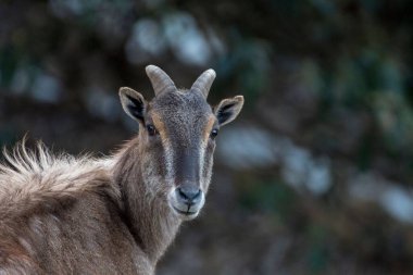 Himalaya tahr, Kedarnath Vahşi Yaşam Sığınağı, Uttarakhand, Hindistan, Asya
