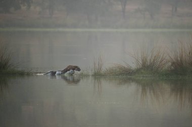 Bengal Kaplanı Ranthambhore Milli Parkı, Rajasthan, Hindistan, Asya