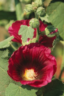 Hollyhock, Alcaea in garden at daytime clipart