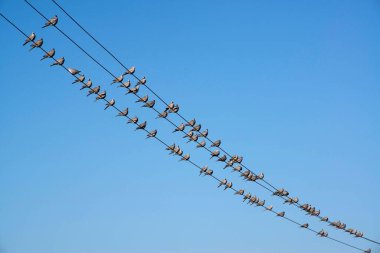 Oturan Güvercinler Elektrik Kablosu Jaisalmer Rajasthan Hindistan Asya 