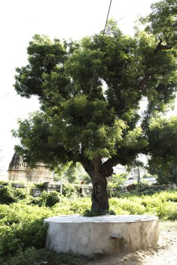 Hindistan büyük ağacı, Dilwara, Rajasthan, Hindistan 