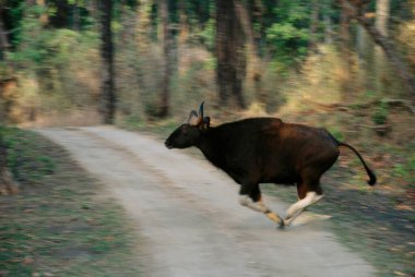 Bison Running Gaur Bos gaurus , Kanha National Park , Madhya Pradesh , India clipart