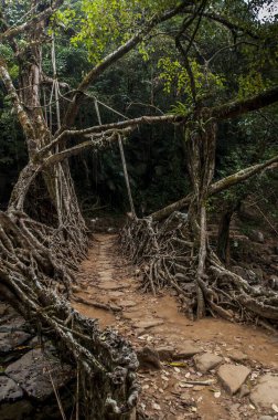 Root bridge, mawlynnong, meghalaya, india, asia  clipart