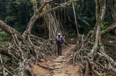 Kök köprü, mawlynnong, meghalaya, Hindistan, Asya 