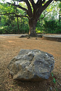 Rock in Sanjay Gandhi Ulusal Parkı; Borivali; Bombay Mumbai; Maharashtra; Hindistan