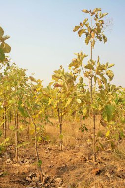 Tik ağacı, Agri, Pune, Maharashtra, Hindistan, Asya