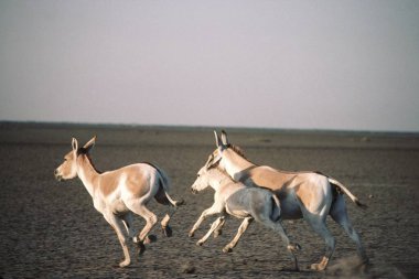 Wild Asses Running , Rann of Kutch , Gujarat , India clipart