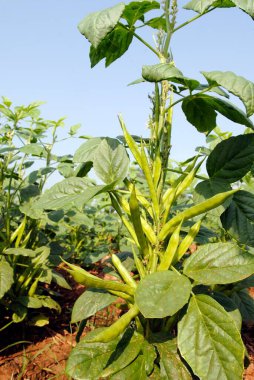 Cyamopsis tetragonal Linn Taub, Cyamopsis mezmurları, Fabaceae, yaygın adı Cluster Beans, Hintçe adı Govar kümesi fasulyesi, ayrıca Guar tarlası, Hindistan  
