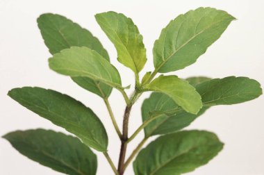 Tulasi, kutsal fesleğen ocimum mabet linn, Hindistan 