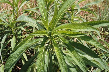 Lobelio nicotianifolia rothexschultes, Hindistan 