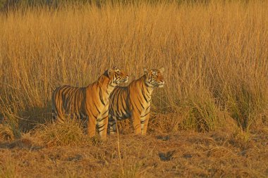 Bengal Kaplanı, Ranthambore Ulusal Parkı, Rajasthan, Hindistan, Asya