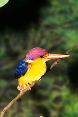 Doğulu Cüce Kingfisher Ceyx Erithacus