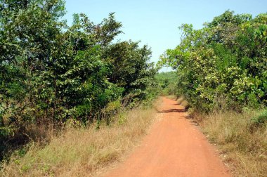 path in forest konkan Maharashtra India Asia  clipart