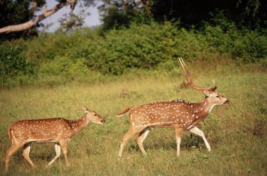 Chital ya da benekli geyikler Stags Ekseni