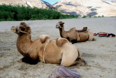 Diskit, Ladakh, Jammu & Kashmir, Hindistan yakınlarındaki Hundar 'da çifte hörgüçlü develer. 