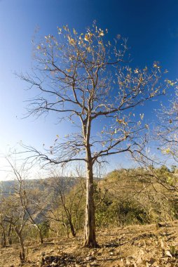 Sabahın erken saatlerinde Satpura Dağları 'ndaki sarkık ya da meşe ağacı Chikhaldara' daki Bhimkund noktasından, Amravati ilçesinden Maharashtra 'dan Hindistan' a bakar.