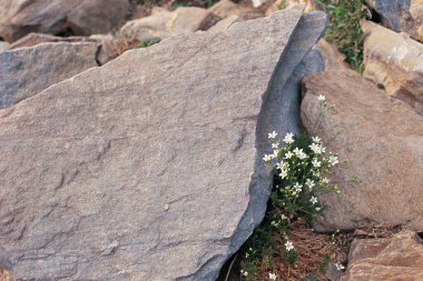 Yaban Çiçeği, Sangla Vadisi, Himachal Pradesh, Hindistan, Asya