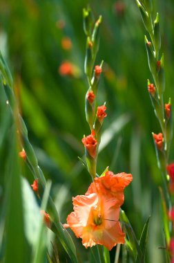 Gladiolus flowers in Midnapur, West Bengal, India  clipart