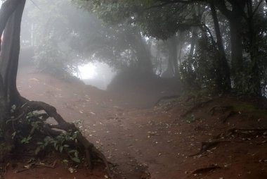 Orman ve ağır sis, Mahabaleshwar Hill İstasyonu 'ndaki Castle Rock Point Satara Bölgesi, Maharashtra, Hindistan, Asya 