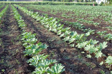 Tarlada karnabahar bitkisi, Amreli, Gujarat, Hindistan