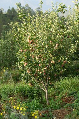 Apple fruit tree, Sitla Estate, Sheetla, Nainital, Kumaon, Uttarakhand, India, Asia clipart