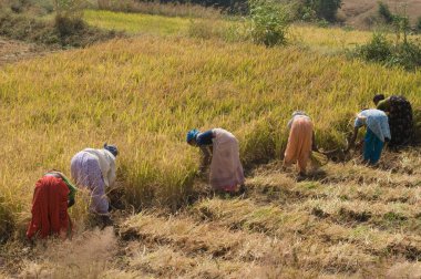 Pirinç tarlalarında çalışan kadınlar Bhorgiri Maharashtra Hindistan Asya Kasım 2011