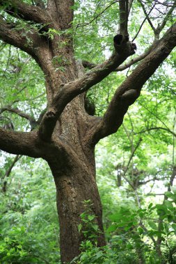 Sanjay Gandhi Ulusal Parkı, Borivali, Bombay Mumbai, Maharashtra, Hindistan 'daki ağaç gövdesi. 