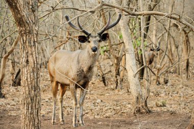 Kız ulusal parkında Sambar geyiği, Gujarat, Hindistan, Asya