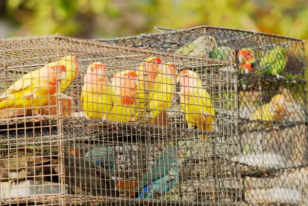 Aşk Kuşları Kafeste, Kolkata Yaşam Tarzı, Hindistan