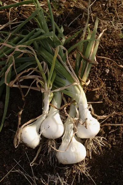 Stock image White Spring Onions growing in the field