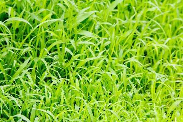 Orman yeşili çimenler, Sanjay Gandhi Ulusal Parkı Borivali, Bombay Mumbai, Maharashtra, Hindistan 'da manzara görüntüsü bırakıyor. 