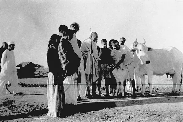 stock image Balwant Singh presents a newborn calf to Mahatma Gandhi and others at Sevagram Ashram , 1940 