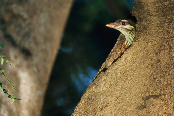 stock image Blue Throated Barbet Megalaima asiatica Peeping Outside