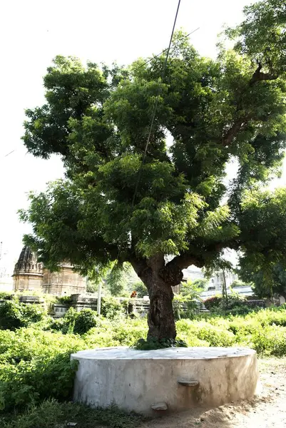 Hindistan büyük ağacı, Dilwara, Rajasthan, Hindistan 